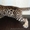 Бенгальские котята - маленький леопард у вас дома! #69493