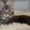 Продам котят породы Мейн кун (maine coon) из чешского питомника - <ro>Изображение</ro><ru>Изображение</ru> #2, <ru>Объявление</ru> #62924