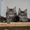 Продам котят породы Мейн кун (maine coon) из чешского питомника #62924