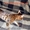 Бенгальский кот приглашает на вязку,  Киев #65438