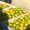 цитруси,мандарини, декоративние растениа - <ro>Изображение</ro><ru>Изображение</ru> #4, <ru>Объявление</ru> #69645