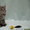 Продам котят породы Мейн кун (maine coon) из чешского питомника - <ro>Изображение</ro><ru>Изображение</ru> #4, <ru>Объявление</ru> #62924