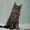 Продам котят породы Мейн кун (maine coon) из чешского питомника - <ro>Изображение</ro><ru>Изображение</ru> #3, <ru>Объявление</ru> #62924
