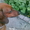 Клубные щенки гладкошерстной таксы - <ro>Изображение</ro><ru>Изображение</ru> #2, <ru>Объявление</ru> #86241
