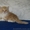 Шотландские котята скоттиш фолд и страйт #87551