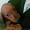 Клубные щенки таксы - <ro>Изображение</ro><ru>Изображение</ru> #4, <ru>Объявление</ru> #84422
