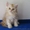 Шотландские котята скоттиш фолд и страйт - <ro>Изображение</ro><ru>Изображение</ru> #3, <ru>Объявление</ru> #87551