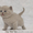 Британские короткошерстные котята, питомник - <ro>Изображение</ro><ru>Изображение</ru> #3, <ru>Объявление</ru> #74543