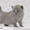 Британские короткошерстные котята, питомник - <ro>Изображение</ro><ru>Изображение</ru> #1, <ru>Объявление</ru> #74543