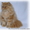 Котята: персы, экзоты, гималайцы из питомника - <ro>Изображение</ro><ru>Изображение</ru> #1, <ru>Объявление</ru> #87353