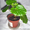 продам комнатные растения - <ro>Изображение</ro><ru>Изображение</ru> #2, <ru>Объявление</ru> #76251