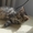 киев - котята курильский бобтейл #84201