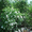 Датура або Індійський деревовидний Дурман - <ro>Изображение</ro><ru>Изображение</ru> #4, <ru>Объявление</ru> #75653