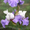 Лилейнии, ирисы, хосты, флоксы - редкие сорта и др. многолетние ростения - <ro>Изображение</ro><ru>Изображение</ru> #3, <ru>Объявление</ru> #78713
