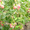 Продам саженцы малины (Сорт крепыш) - <ro>Изображение</ro><ru>Изображение</ru> #1, <ru>Объявление</ru> #86396