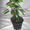 продам комнатные растения - <ro>Изображение</ro><ru>Изображение</ru> #3, <ru>Объявление</ru> #76251