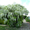 Глициния. Вистерия(wisteria floribunda) - <ro>Изображение</ro><ru>Изображение</ru> #3, <ru>Объявление</ru> #84763