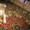 Щенок лабрадора ретривера (палевый) - <ro>Изображение</ro><ru>Изображение</ru> #1, <ru>Объявление</ru> #77708