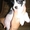 Китайская голая хохлатая собака - <ro>Изображение</ro><ru>Изображение</ru> #2, <ru>Объявление</ru> #86017