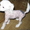 Китайская голая хохлатая собака - <ro>Изображение</ro><ru>Изображение</ru> #3, <ru>Объявление</ru> #86017