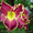 Лилейнии,  ирисы,  хосты,  флоксы - редкие сорта и др. многолетние ростения #78713