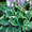 Лилейнии, ирисы, хосты, флоксы - редкие сорта и др. многолетние ростения - <ro>Изображение</ro><ru>Изображение</ru> #5, <ru>Объявление</ru> #78713
