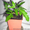 продам комнатные растения - <ro>Изображение</ro><ru>Изображение</ru> #1, <ru>Объявление</ru> #76251