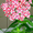 Лилейнии, ирисы, хосты, флоксы - редкие сорта и др. многолетние ростения - <ro>Изображение</ro><ru>Изображение</ru> #4, <ru>Объявление</ru> #78713