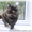 Котята: персы, экзоты, гималайцы из питомника - <ro>Изображение</ro><ru>Изображение</ru> #2, <ru>Объявление</ru> #87353