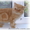 Котята: персы,  экзоты,  гималайцы из питомника #87353