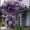 Глициния. Вистерия(wisteria floribunda) #84763