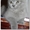 Шотландские котята (Scottish fold/stright) - <ro>Изображение</ro><ru>Изображение</ru> #3, <ru>Объявление</ru> #84038