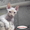 кудрявые котята девон-рекс - <ro>Изображение</ro><ru>Изображение</ru> #2, <ru>Объявление</ru> #91265