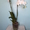 Орхидея Phalaenopsis (Фаленопсис) - <ro>Изображение</ro><ru>Изображение</ru> #2, <ru>Объявление</ru> #101300