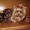 Продажа щеночков Йоркширского терьера, есть мини - <ro>Изображение</ro><ru>Изображение</ru> #4, <ru>Объявление</ru> #91131