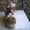 Фарфоровая статуэтка 18век - <ro>Изображение</ro><ru>Изображение</ru> #3, <ru>Объявление</ru> #89787