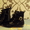 Женские ботинки, черный цвет. Размер 37-38 - <ro>Изображение</ro><ru>Изображение</ru> #2, <ru>Объявление</ru> #106441