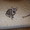 Любвиобильные и нежные котята - <ro>Изображение</ro><ru>Изображение</ru> #2, <ru>Объявление</ru> #113603