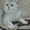 Британский кот окраса серебристая шиншила #121182