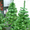 Новогодние елки и сосны - <ro>Изображение</ro><ru>Изображение</ru> #1, <ru>Объявление</ru> #120652
