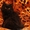 Продам котят породы Курильский бобтейл - <ro>Изображение</ro><ru>Изображение</ru> #5, <ru>Объявление</ru> #121775