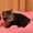 Продам котят породы Курильский бобтейл - <ro>Изображение</ro><ru>Изображение</ru> #4, <ru>Объявление</ru> #121775