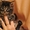 Продам котят породы Курильский бобтейл - <ro>Изображение</ro><ru>Изображение</ru> #3, <ru>Объявление</ru> #121775