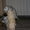 Очаровательные шотландские котята «вискасного» окраса. Киев - <ro>Изображение</ro><ru>Изображение</ru> #2, <ru>Объявление</ru> #133391