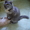 котенок сибирской кошки в добрые руки - <ro>Изображение</ro><ru>Изображение</ru> #2, <ru>Объявление</ru> #125022