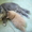 котенок сибирской кошки в добрые руки #125022