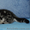 Британские котята вискасных окрасов от питомника Marble Design *UA - <ro>Изображение</ro><ru>Изображение</ru> #1, <ru>Объявление</ru> #132190