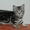 Британские котята вискасных окрасов от питомника Marble Design *UA - <ro>Изображение</ro><ru>Изображение</ru> #2, <ru>Объявление</ru> #132190