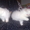 Шикарные персидские котята - <ro>Изображение</ro><ru>Изображение</ru> #1, <ru>Объявление</ru> #142350