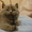 Британские  котята родились 01/12/10 - <ro>Изображение</ro><ru>Изображение</ru> #1, <ru>Объявление</ru> #140650